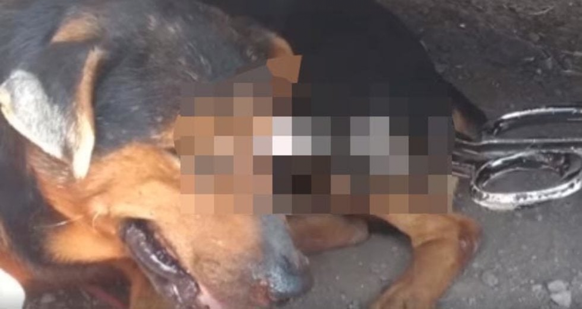 Perrito es cruelmente atacado: le clavan tijeras en un ojo
