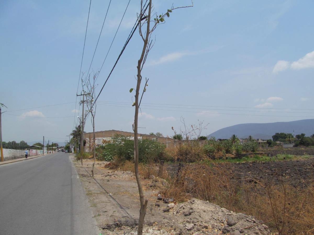 Realizan reforestación en zona urbana y colonias de Jojutla