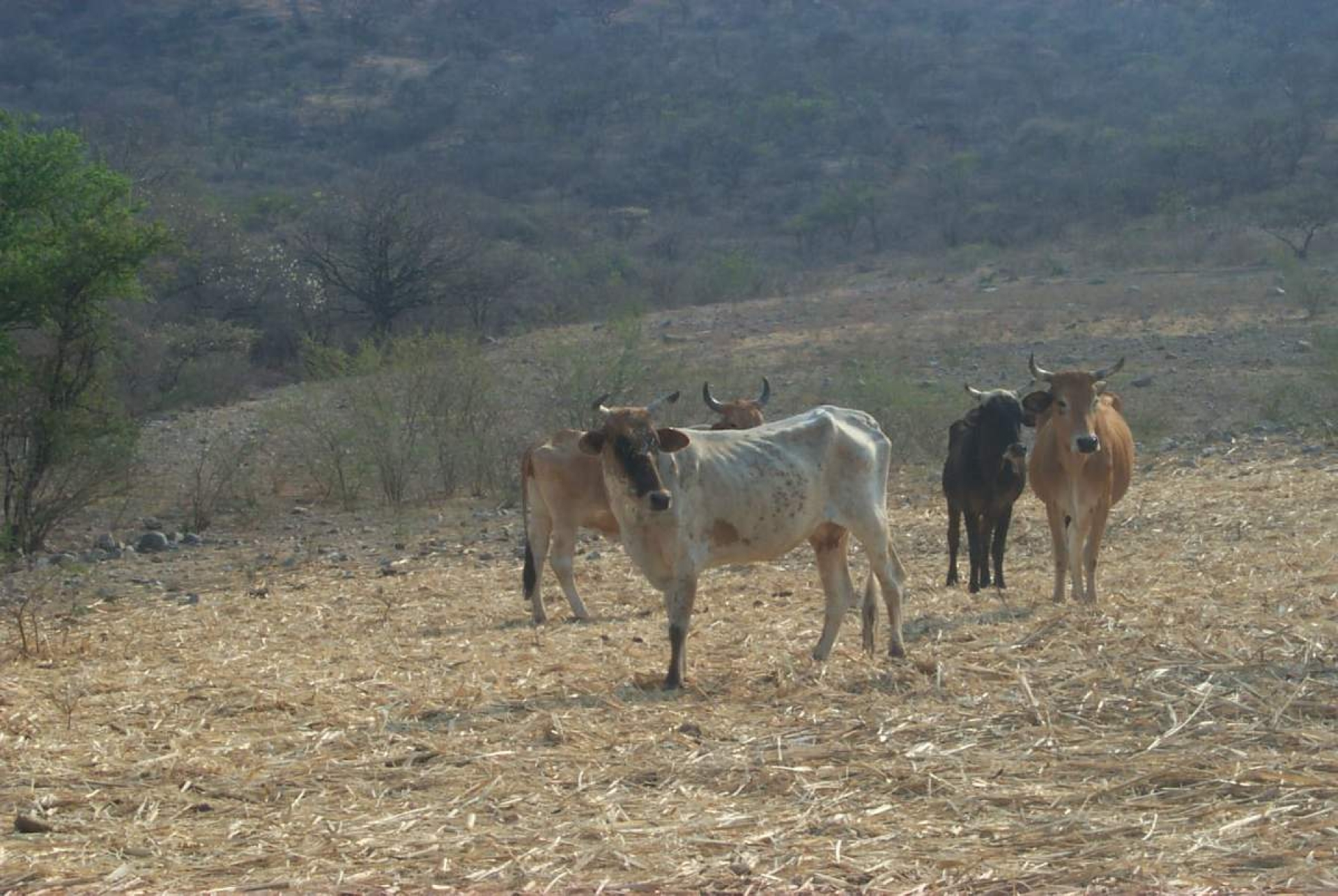 Productores de granos básicos piden ayuda ante la sequía