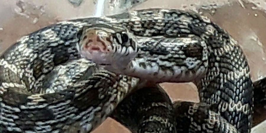 Captura PC Cuernavaca serpiente 'ratonera' en Santa María Ahuacatitlán