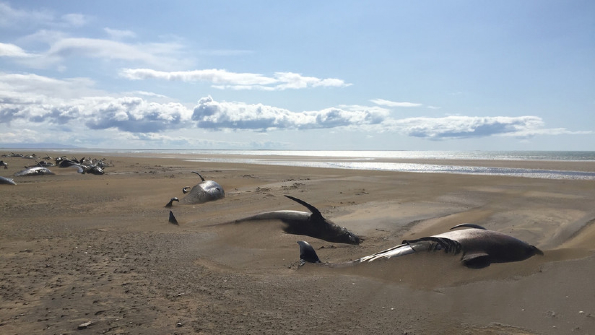 Hallan 50 ballenas muertas en playa de Islandia