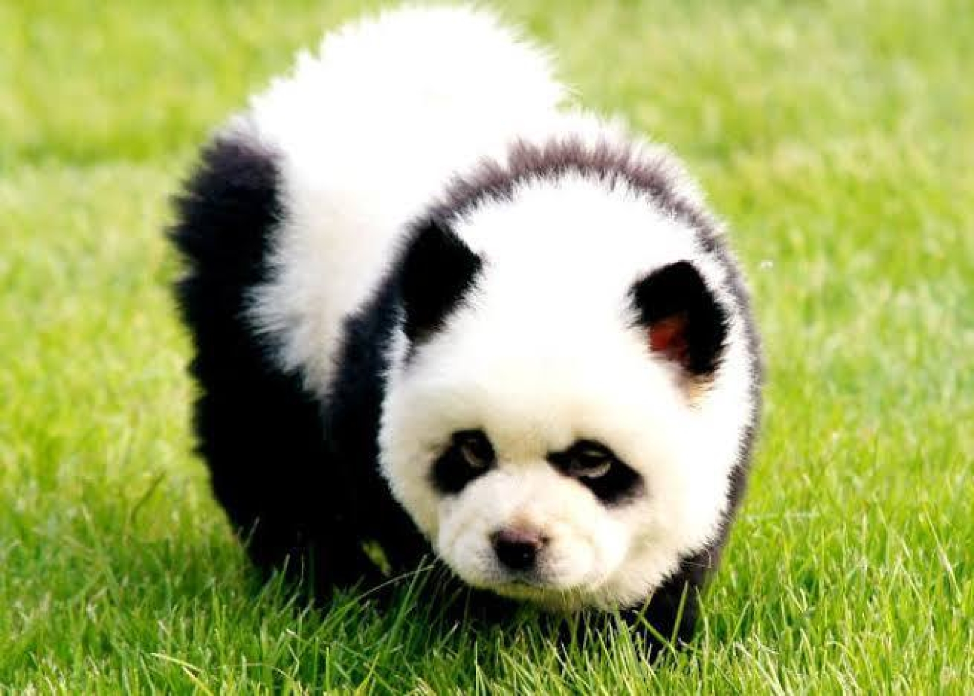 Visitantes descubren que 'pandas' en zoológico chino eran perros pintados