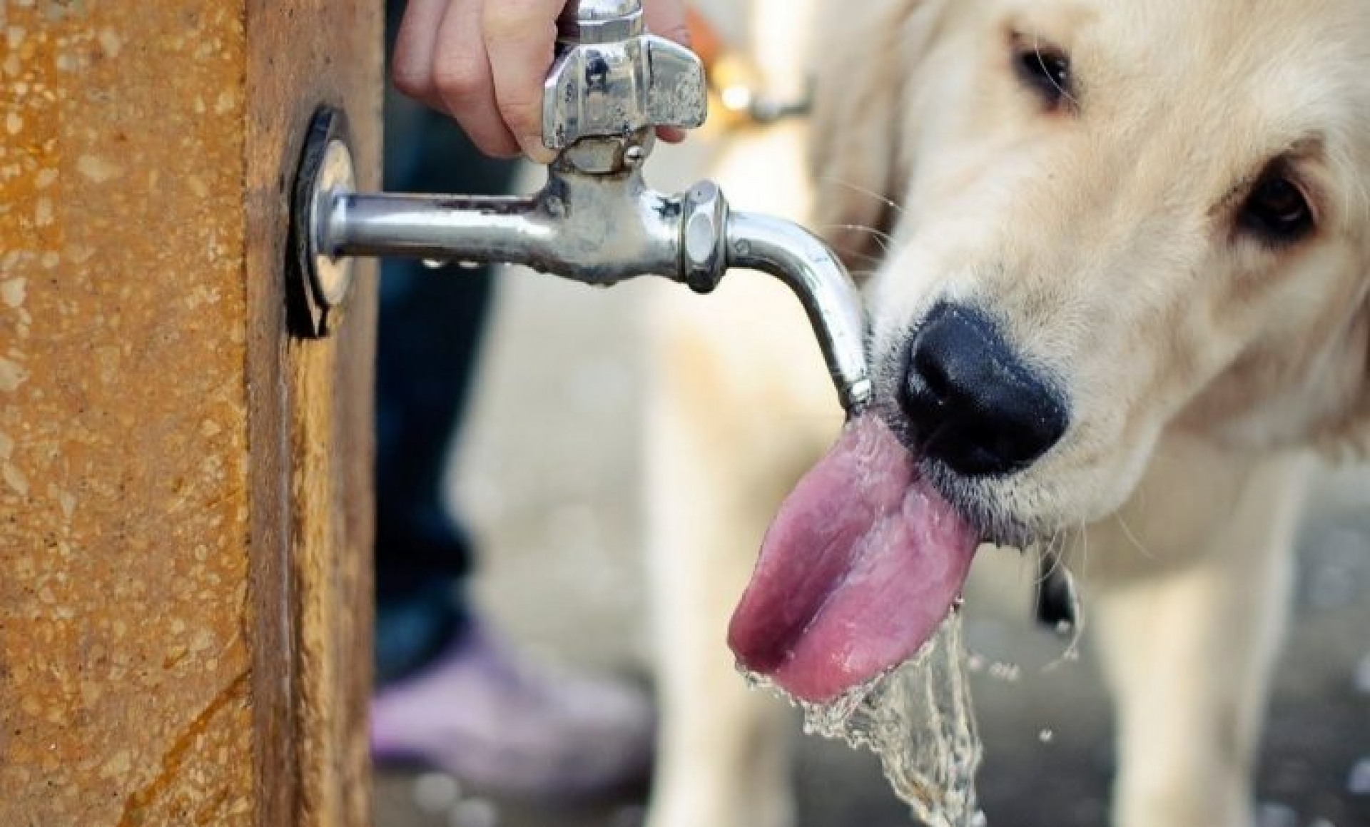 Impartirán en Cuernavaca pláticas sobre cuidado de mascotas