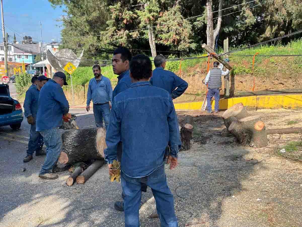 Cae árbol en el circuito de la UAEM