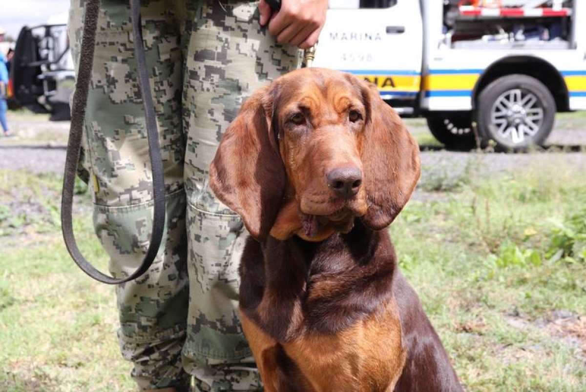 Ella es Max, la perra que rastreó a Rafael Caro Quintero entre los matorrales