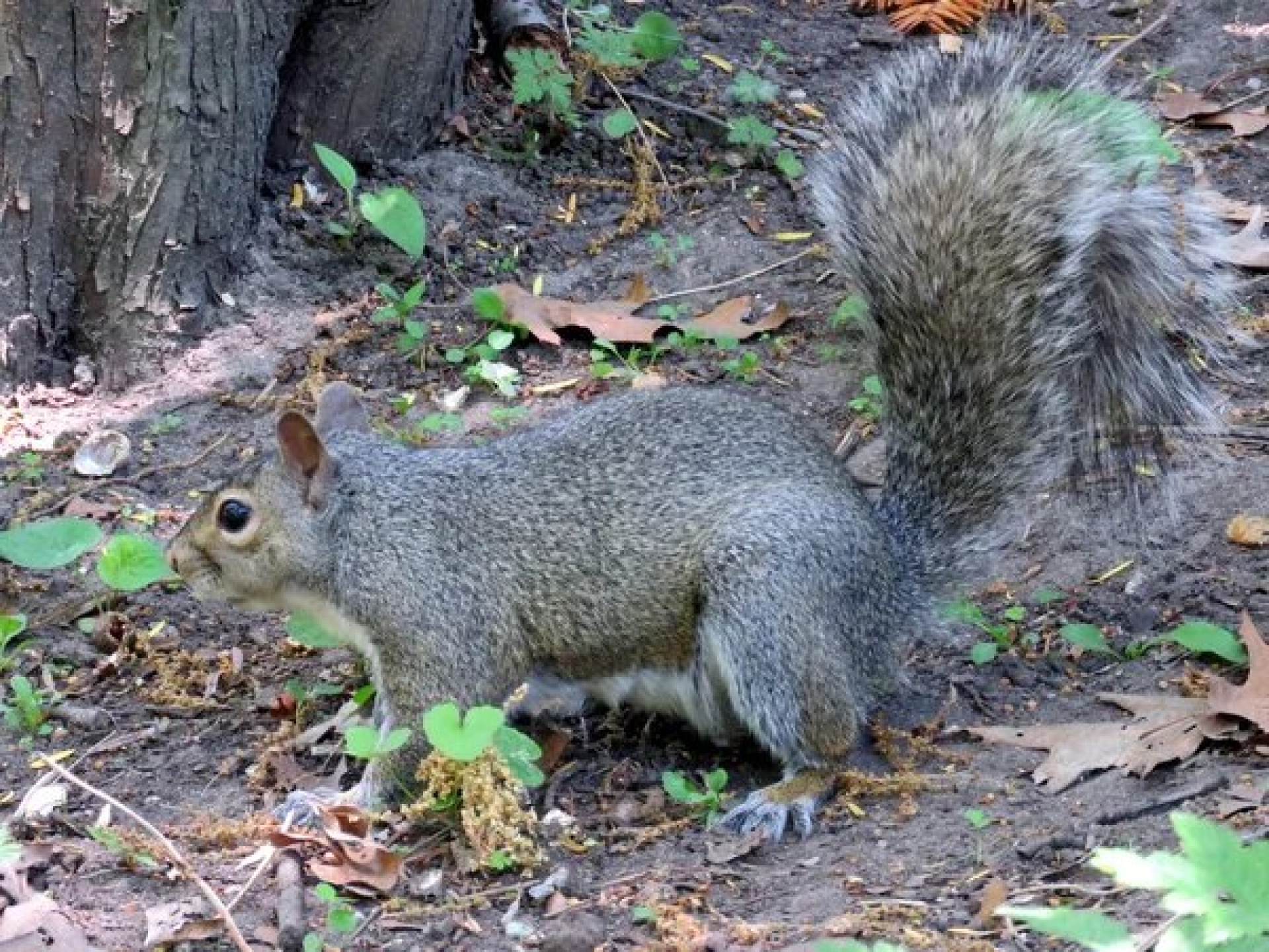 Descubren comportamiento carnívoro en ardillas de tierra