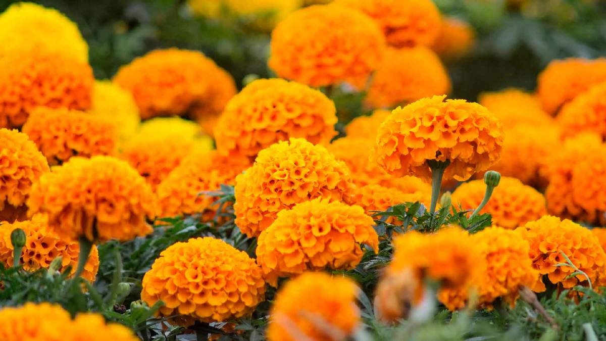 Producen en este año menos flor de cempasúchil