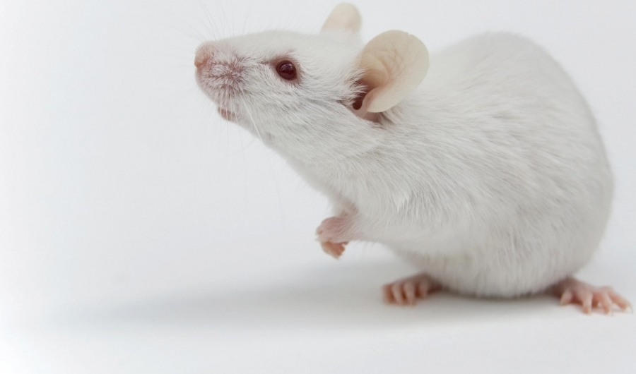 Un fármaco hace crecer el pelo en ratones en solo 10 días