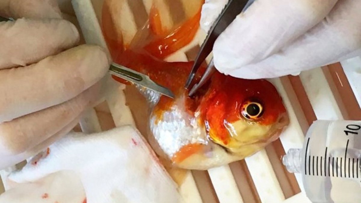 Operan con éxito de un tumor cerebral a un pez dorado inglés