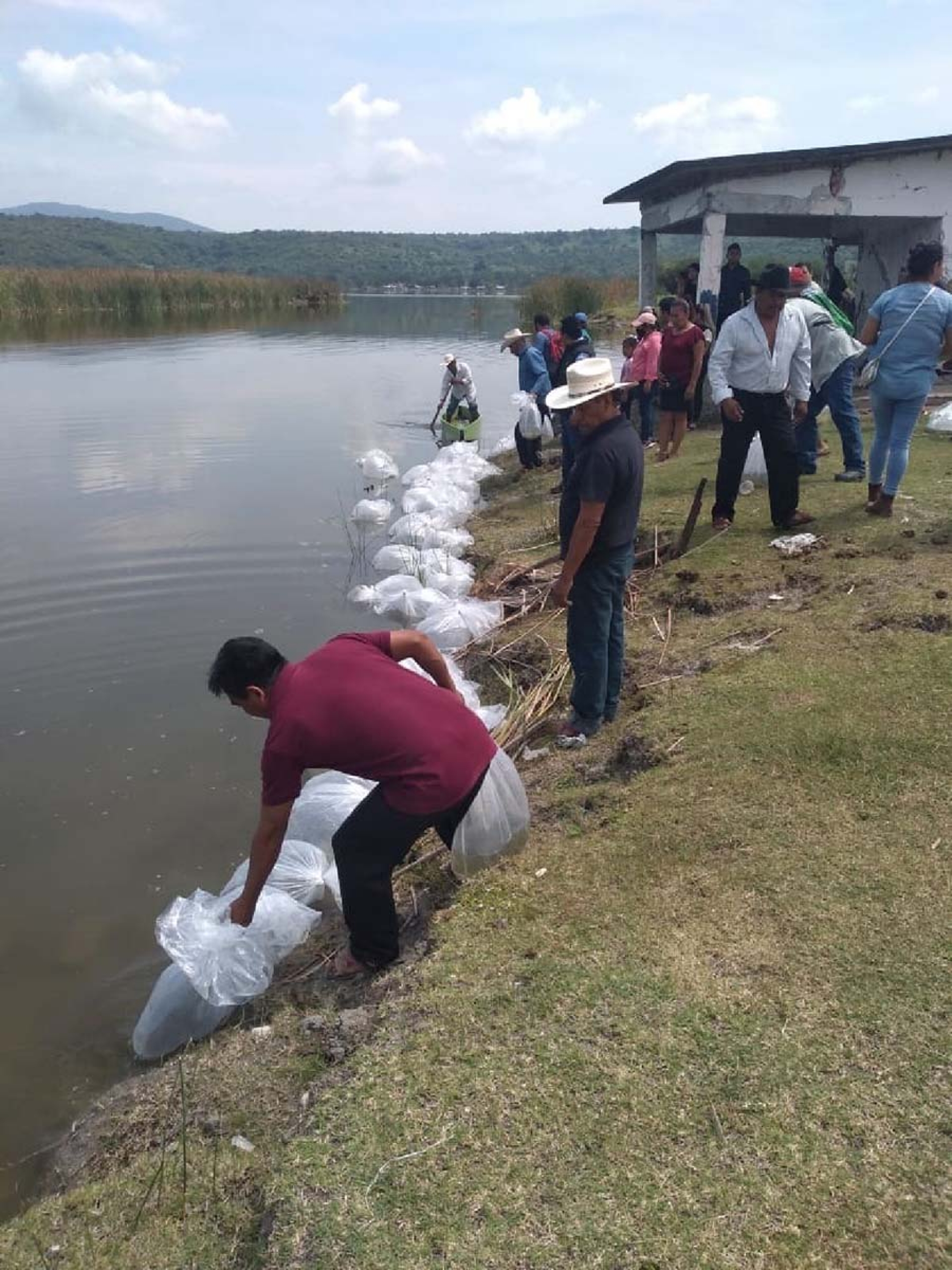 Logran pescadores de Coatetelco siembra de 200 mil crías de tilapia