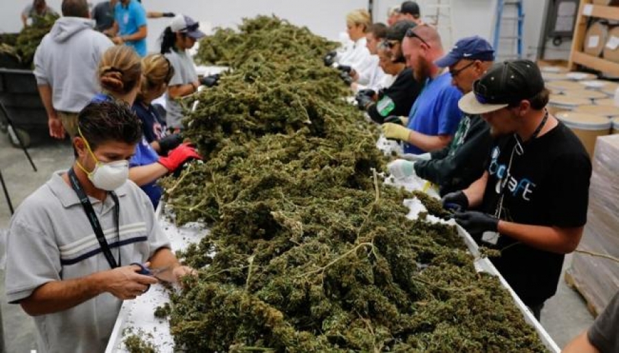 En seis meses, Cofepris presentará reglas para uso medicinal de mariguana