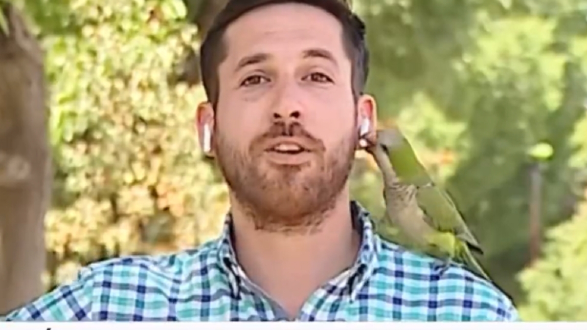 ¡Loro ladrón! Periodista fue 'asaltado' en plena trasmisión en vivo por un ave