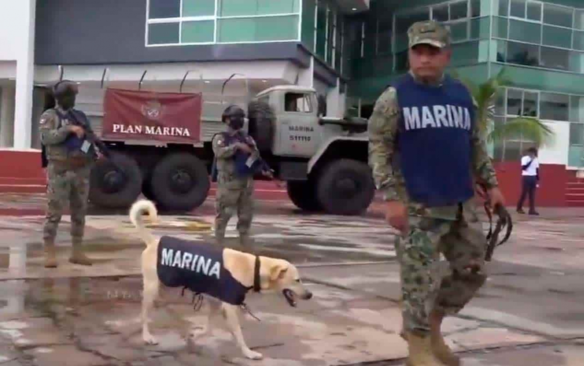 Secretaría de Marina adopta a perrito rescatado de las inundaciones en Tabasco