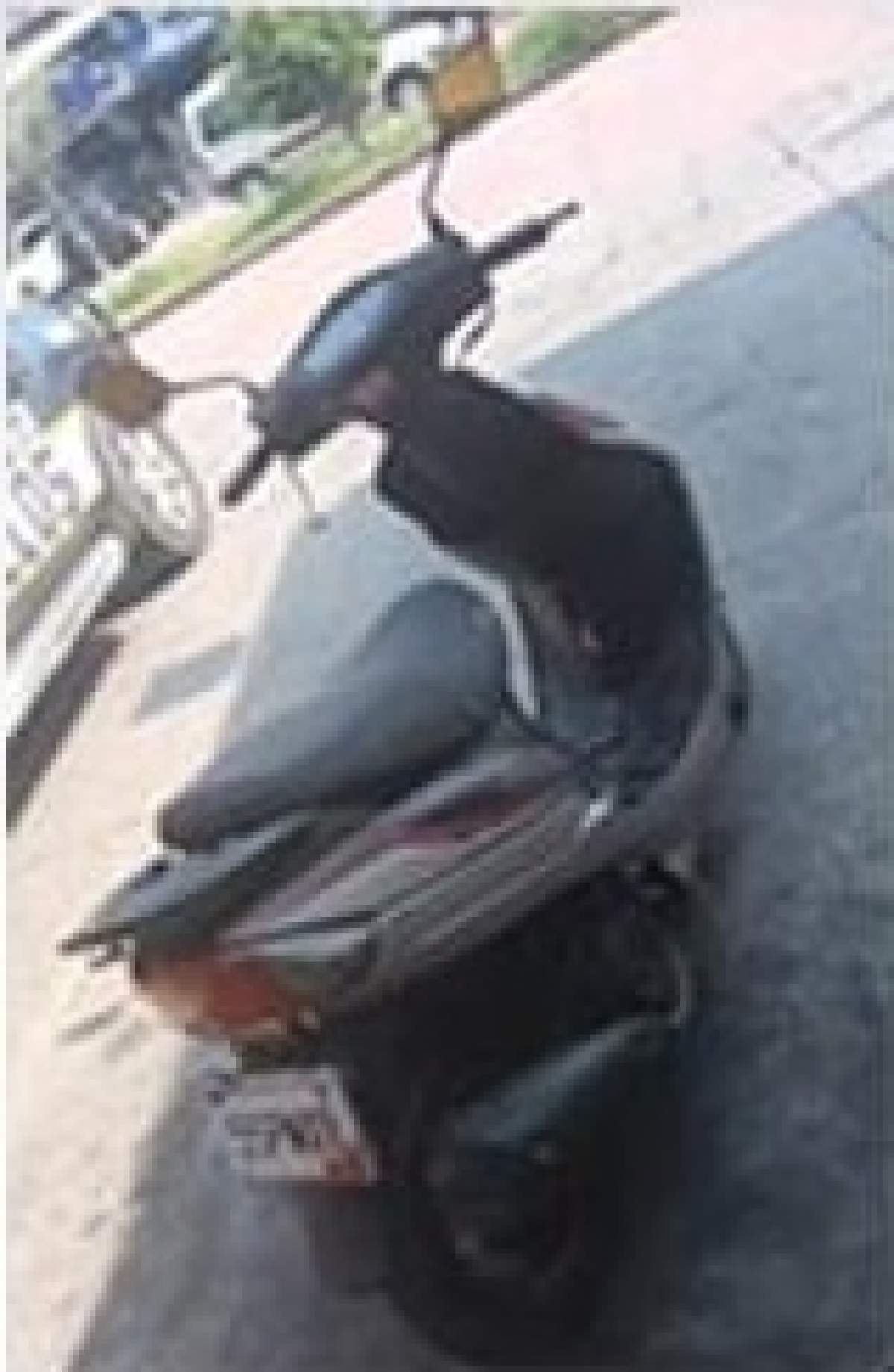 Se paseaba en una motoneta robada