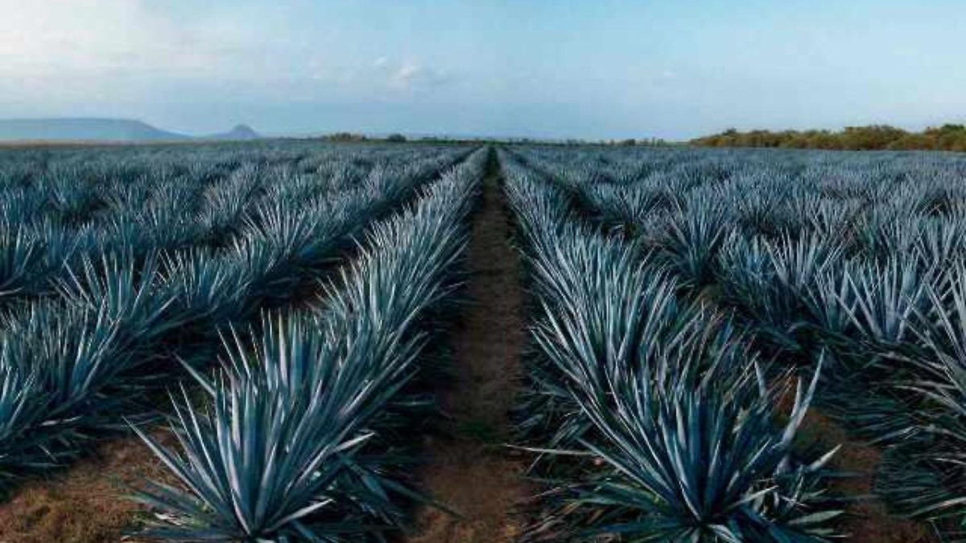 Preocupación en la Industria Tequilera por Aranceles de EE.UU.