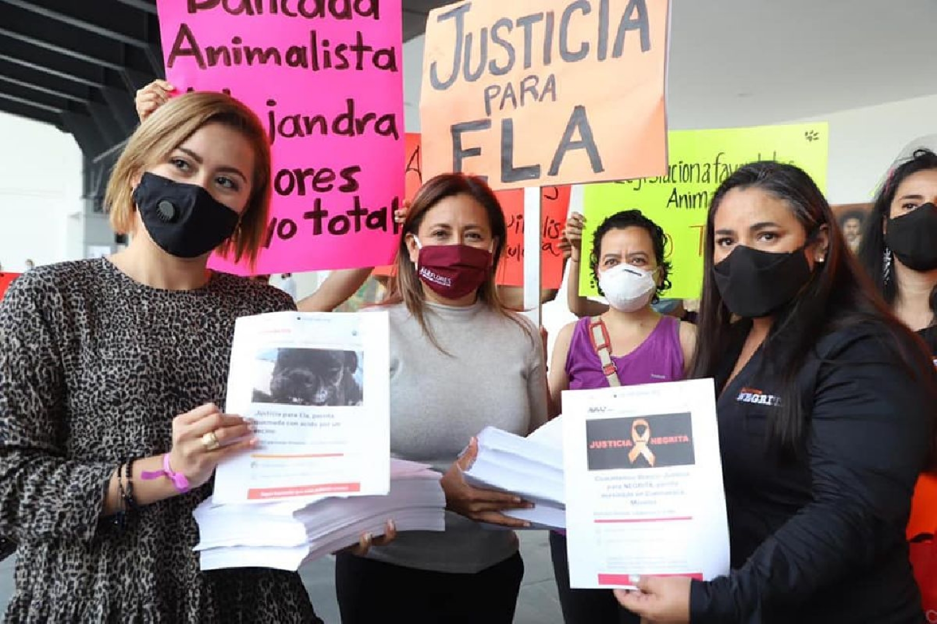 Proponen tipificar como delito el maltrato animal