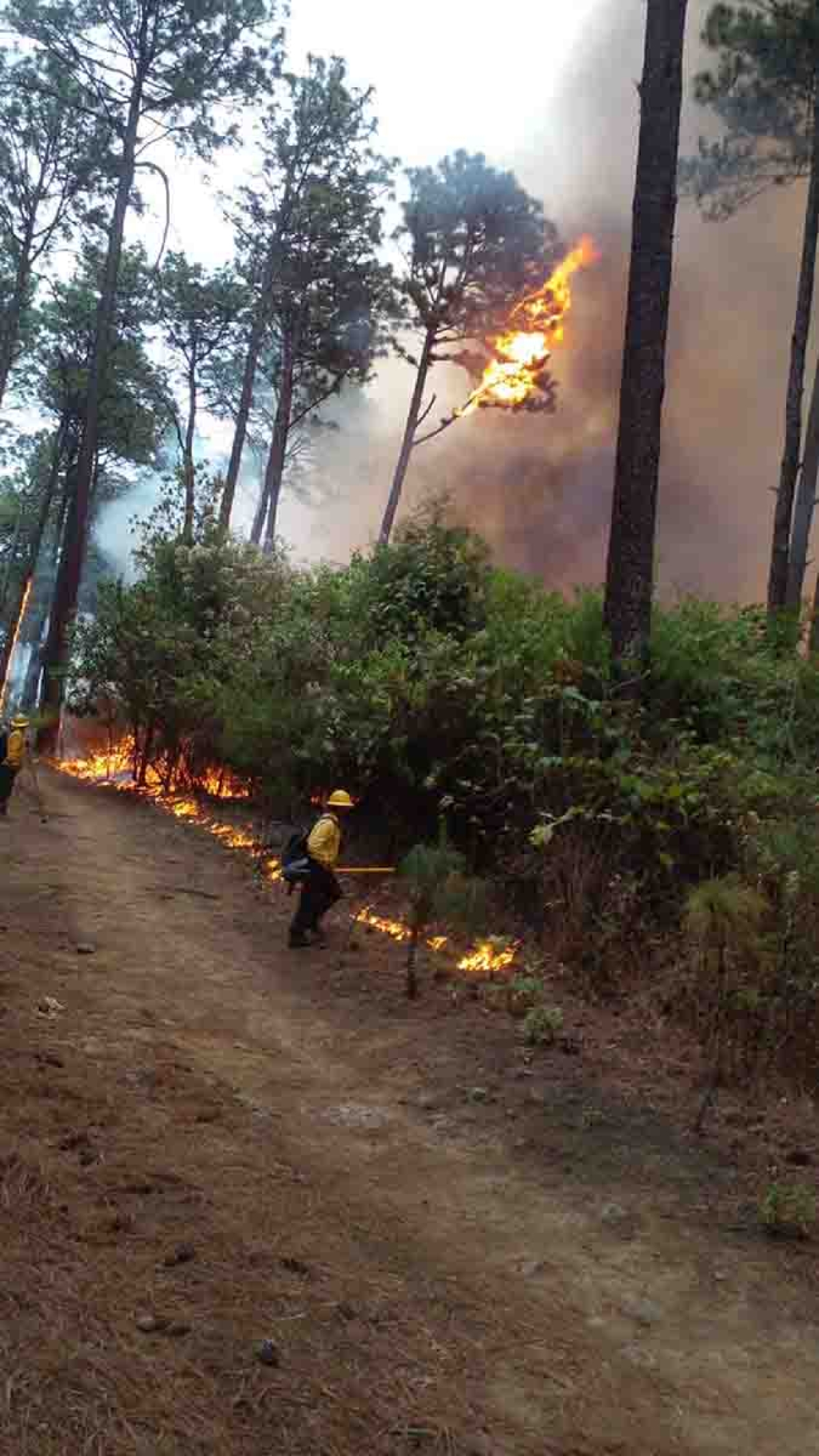 Este año hubo menos superficie afectada por incendios forestales