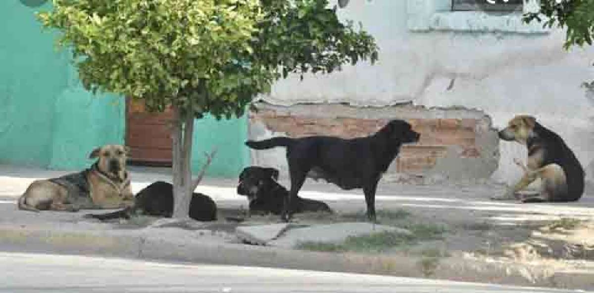 Perros callejeros, problema de salud pública en el surponiente