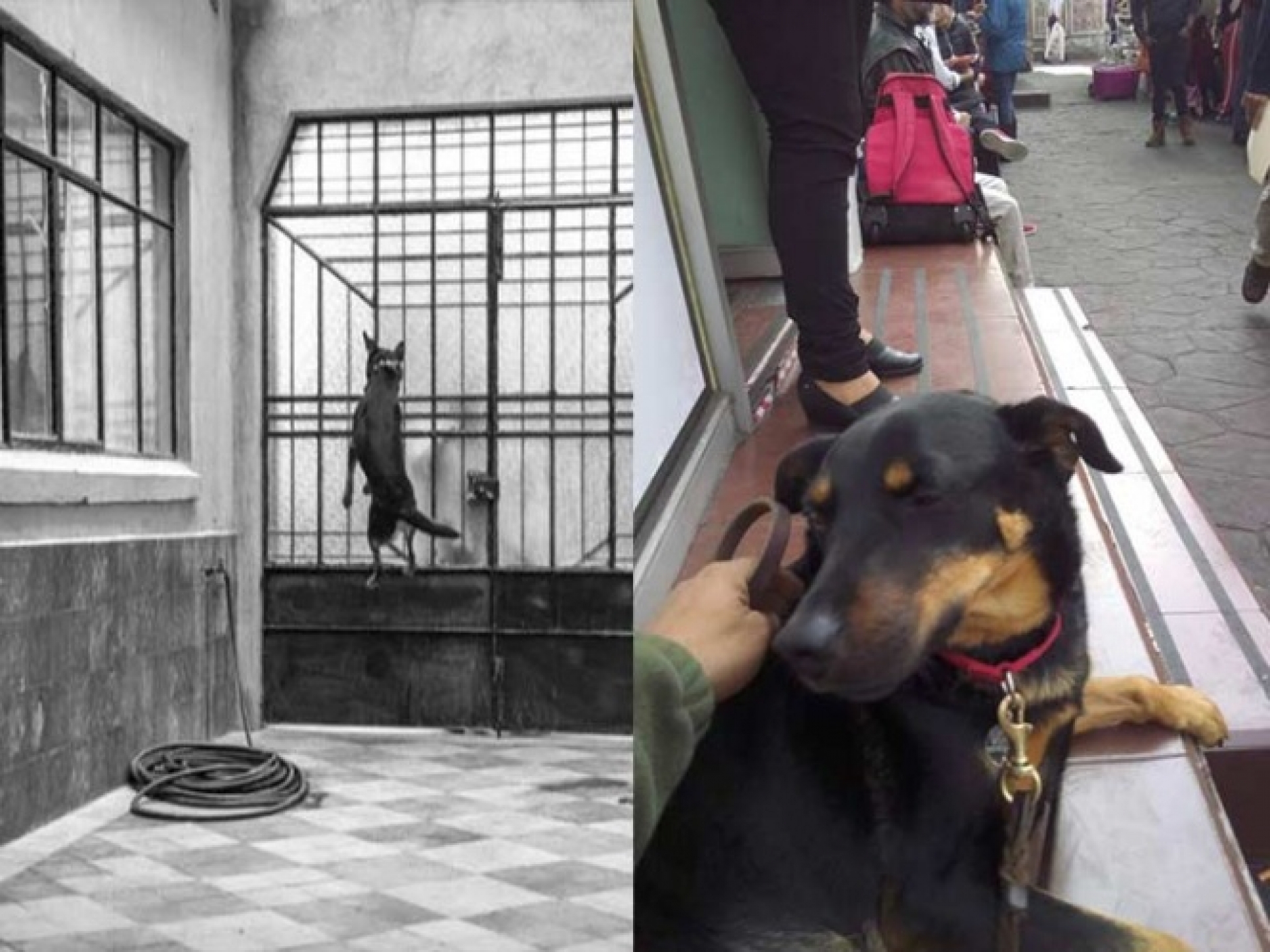 La verdadera historia de 'El Borras', el perrito de 'Roma'