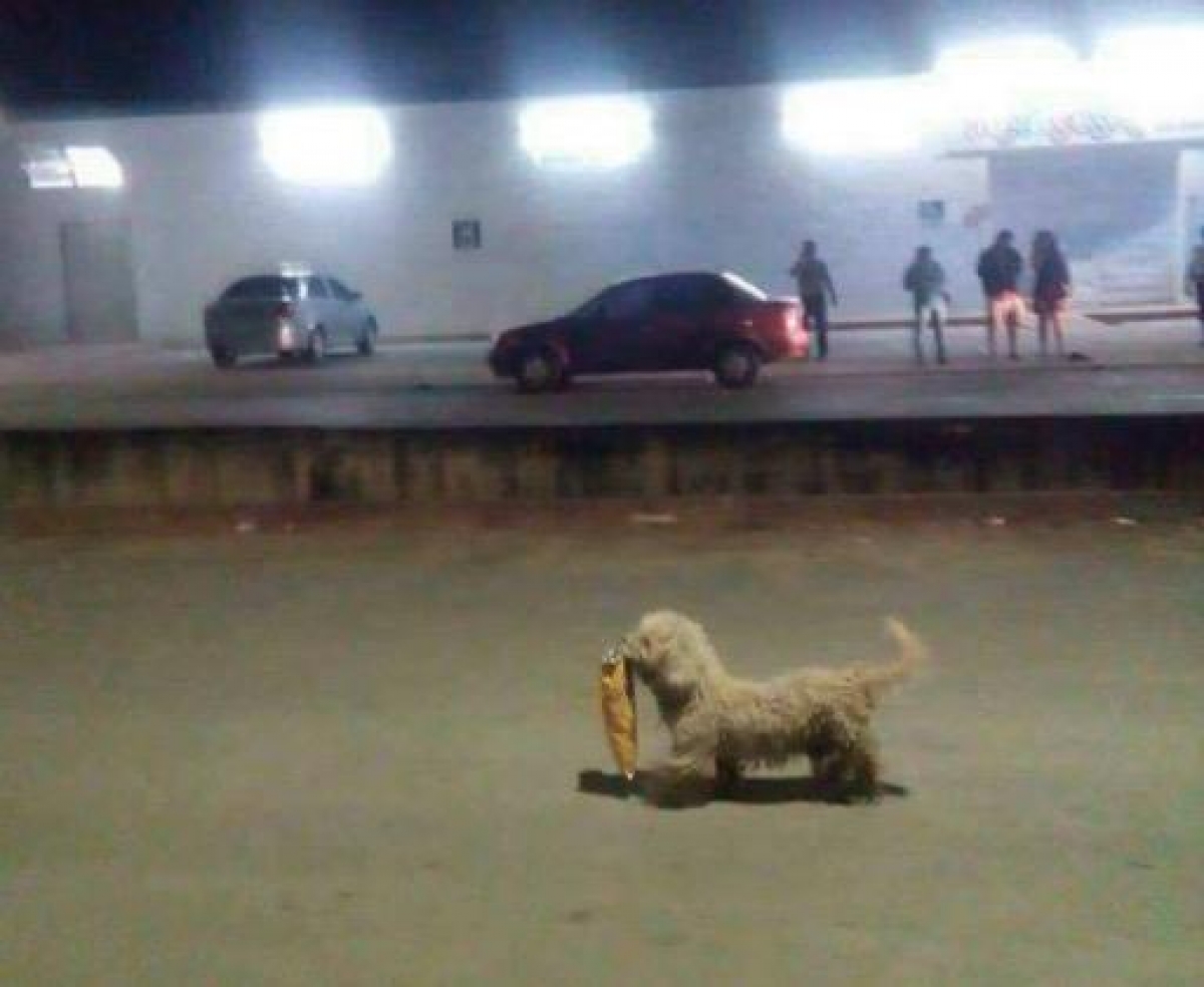Se viraliza foto de perro "saqueador" en Quintana Roo