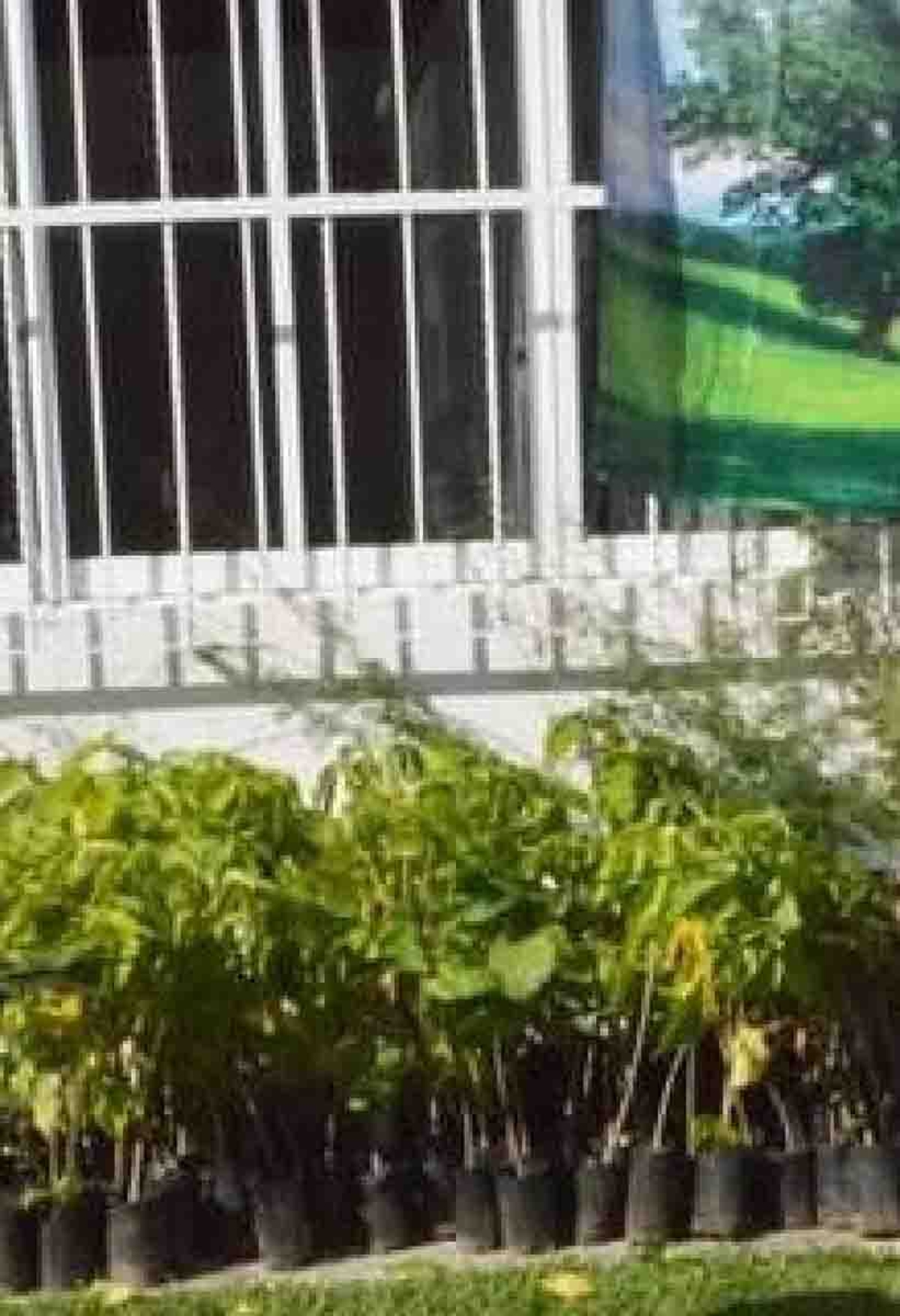 En marcha, Programa de Reforestación 2022 en Miacatlán