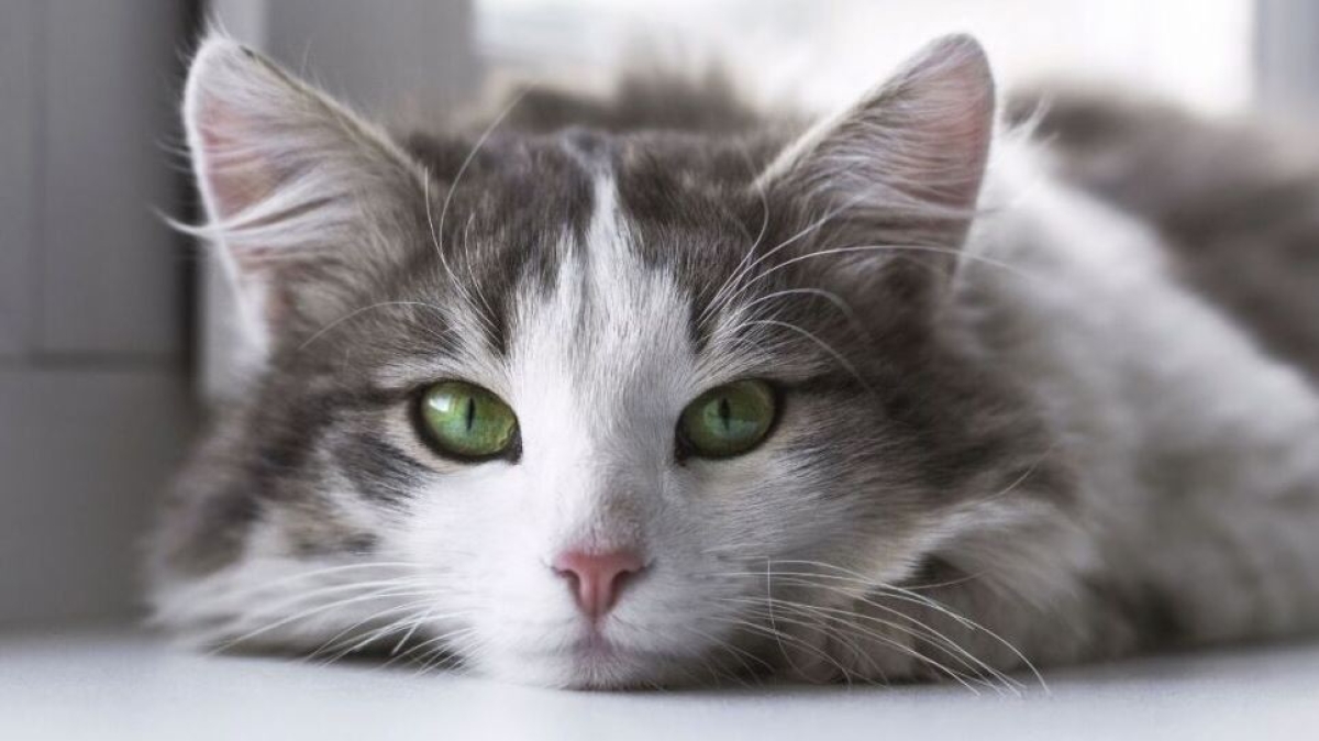 Los gatos han puesto en peligro de extinción a estas 8 especies