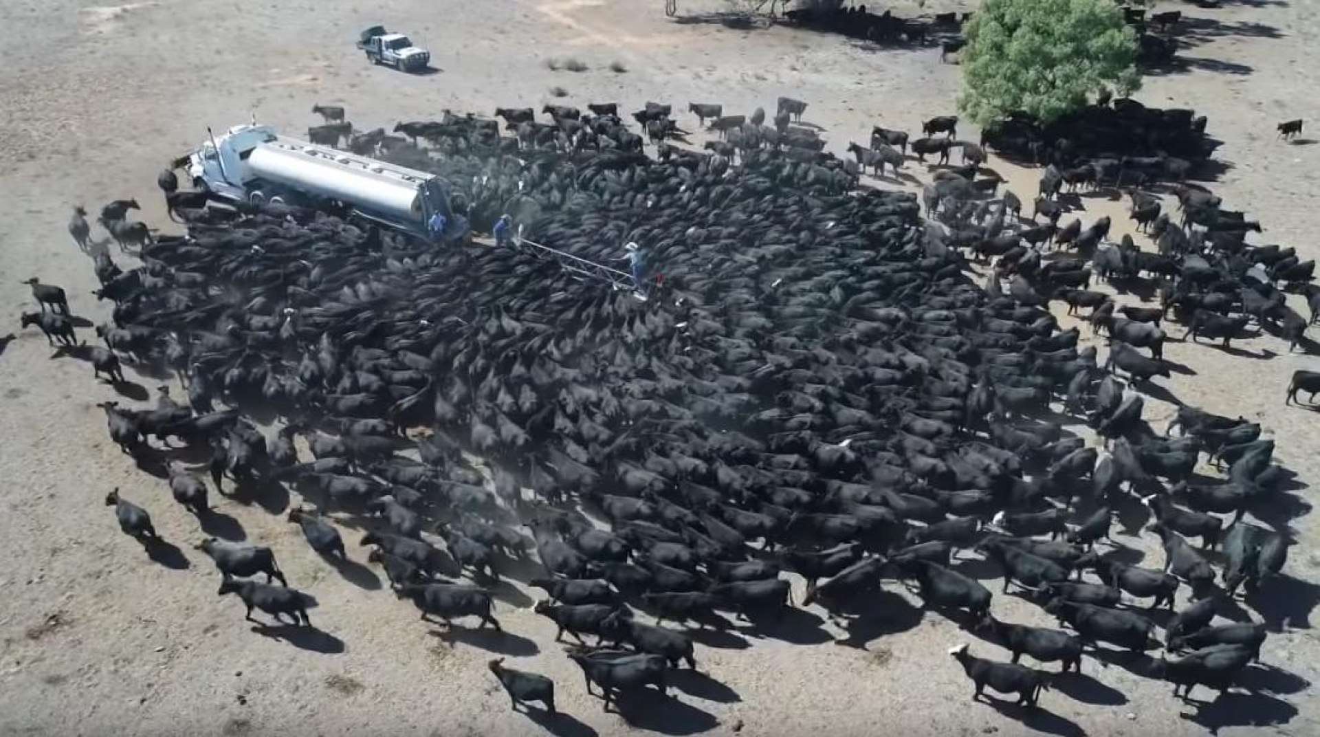 VIDEO: ¡Tengo sed!, el llamado de auxilio de cientos de vacas en Australia
