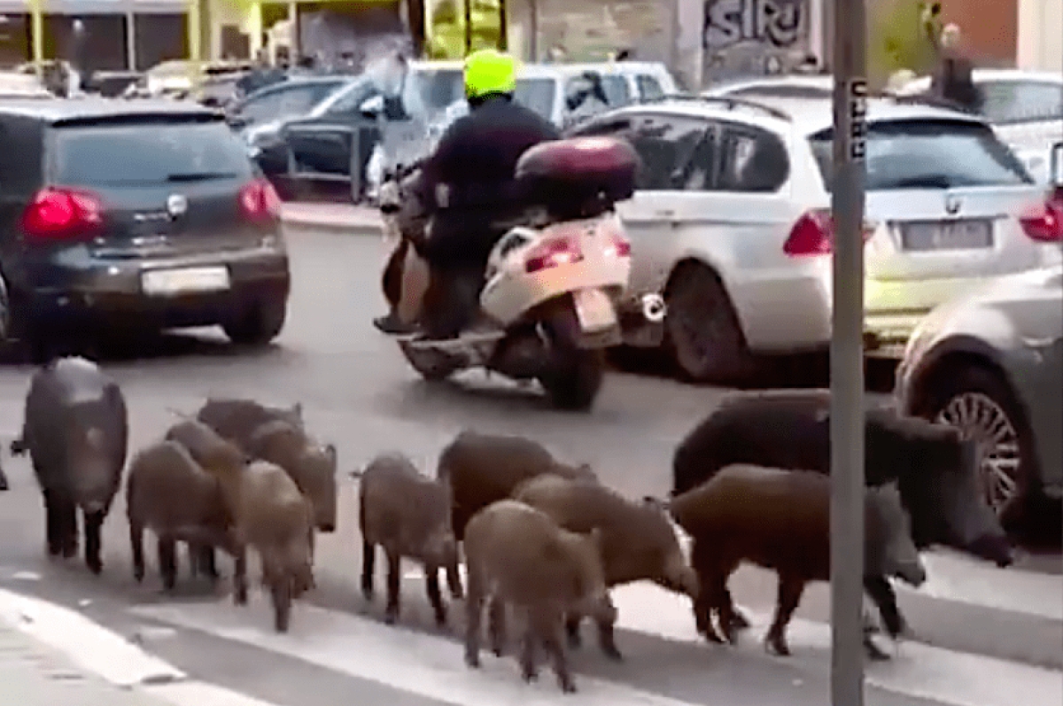 Manadas de jabalíes invaden las calles de Roma