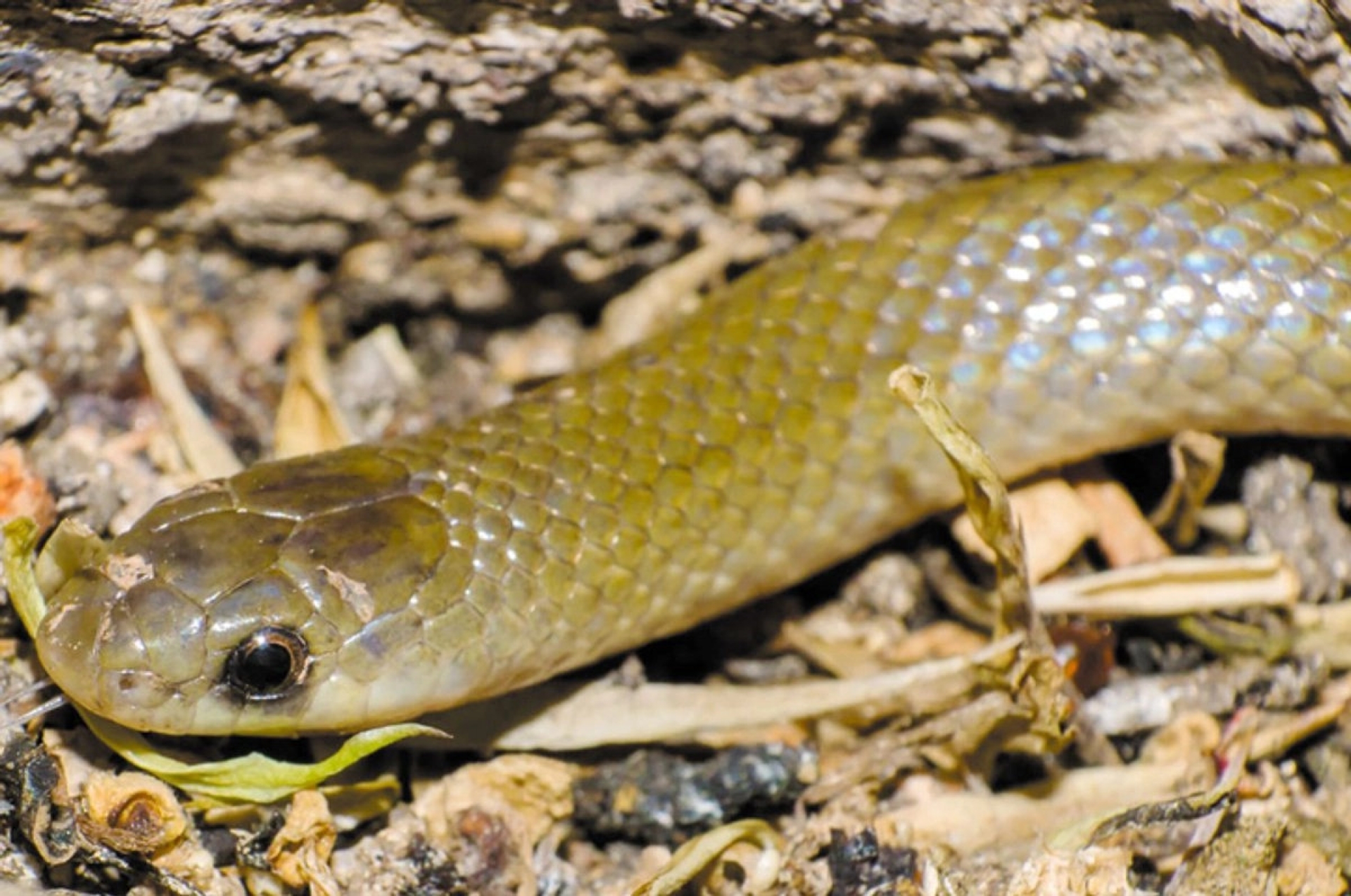 Descubren en México nueva especie de serpiente subterránea