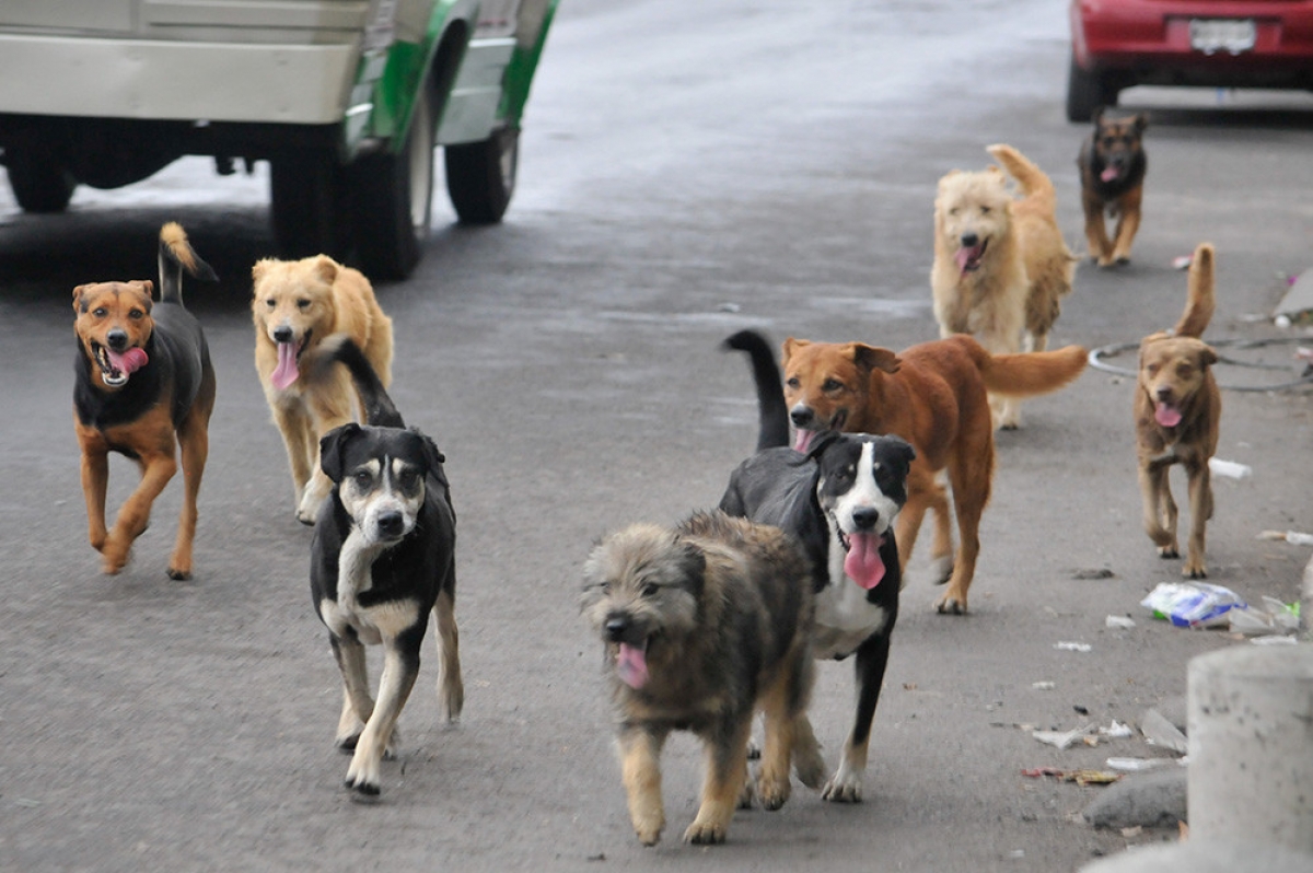 Con croquetas anticonceptivas UAM y UNAM quieren controlar la población de perros callejeros en México