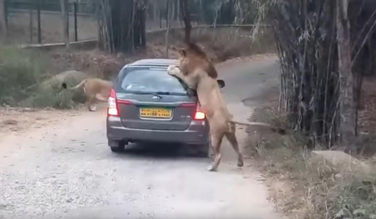 Cuando te vas de safari y tu vehículo se cruza con leones