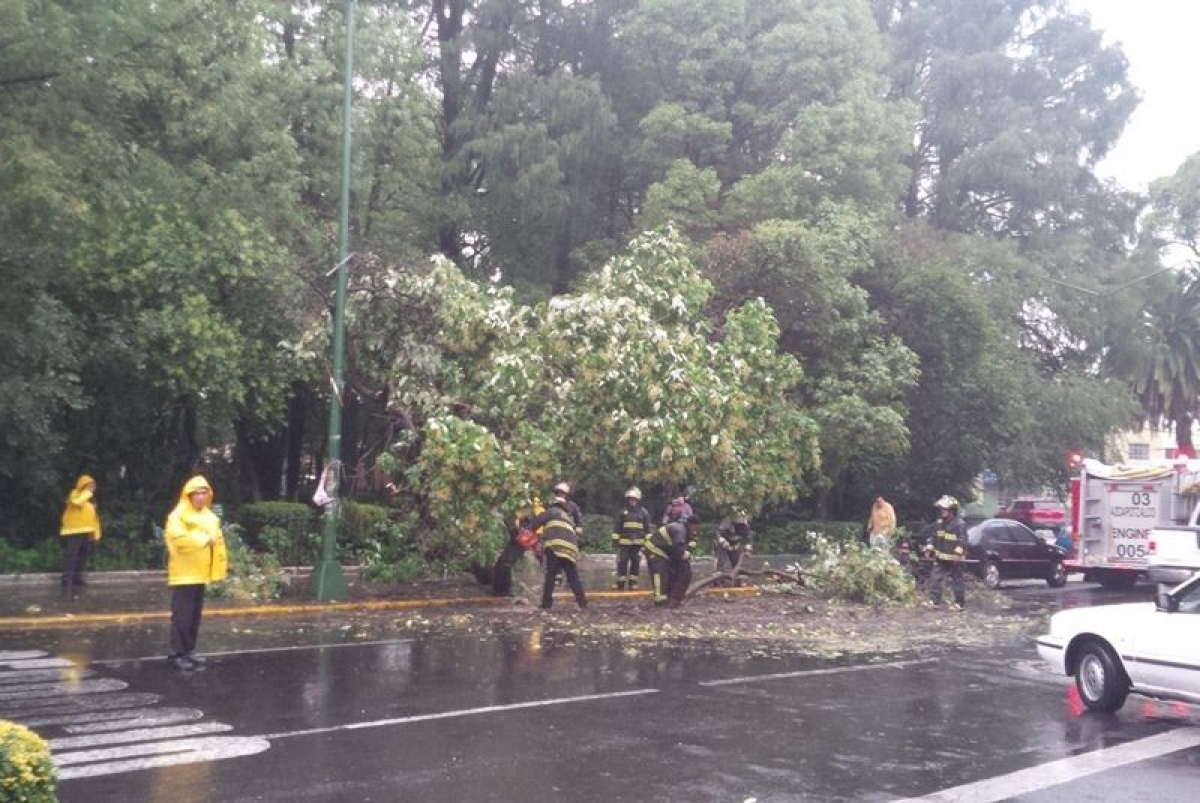 Exhortan a reportar árboles en peligro de caer por lluvias o humedad