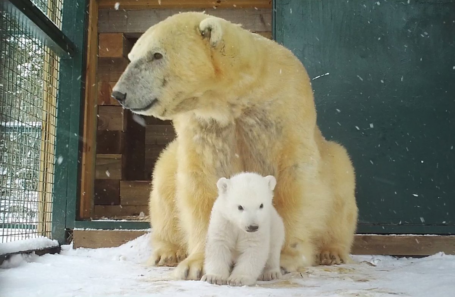 VIDEO: Osito polar enternece a las redes en su primer paseo con su mamá