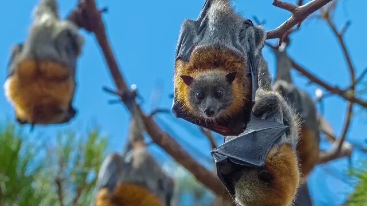 Análisis de murciélagos puede ayudar a identificar posibles coronavirus patógenos