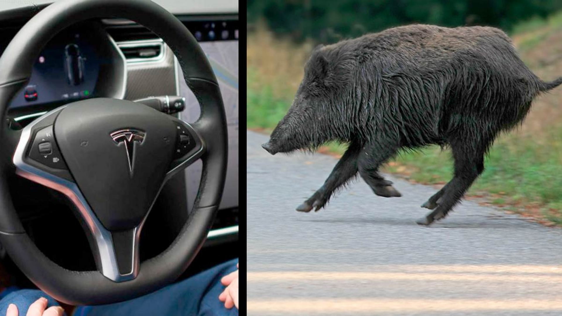 Un Tesla evita por segundos el atropello de un jabalí