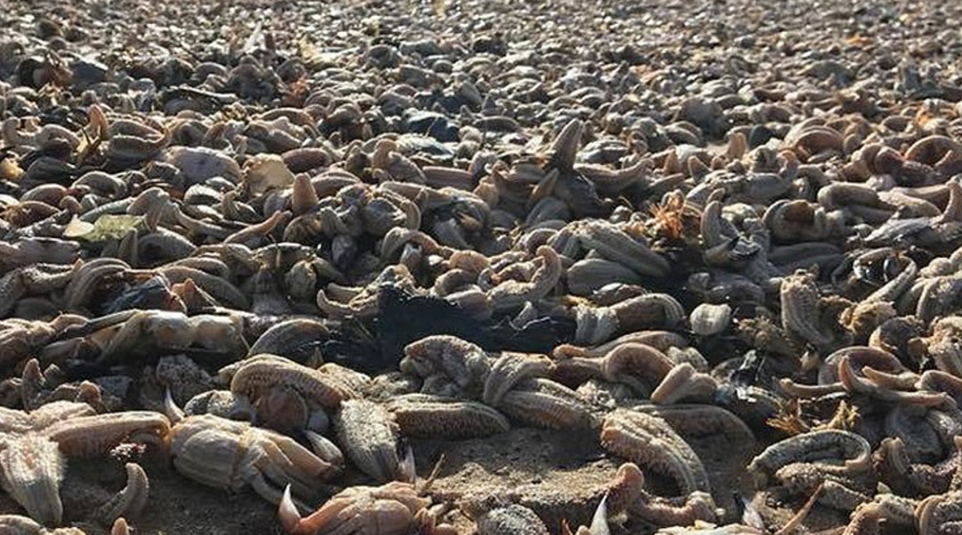 Esta es la razón por la que aparecieron muertas miles de estrellas de mar en Reino Unido