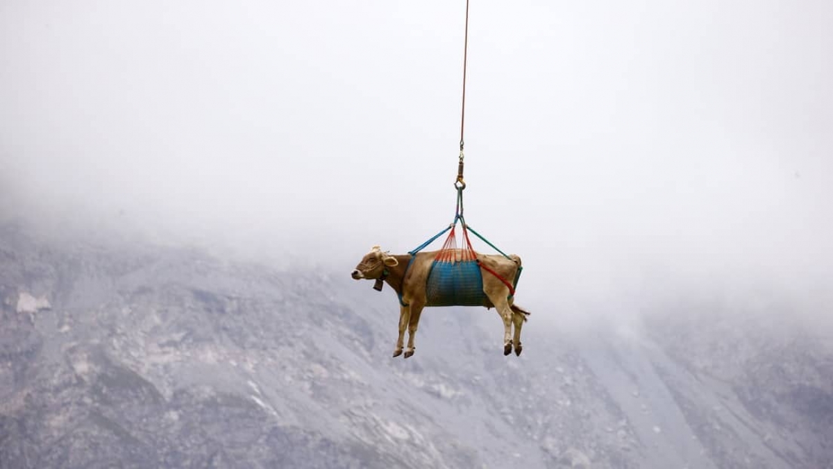 En Suiza, trasladan a vacas en helicópteros
