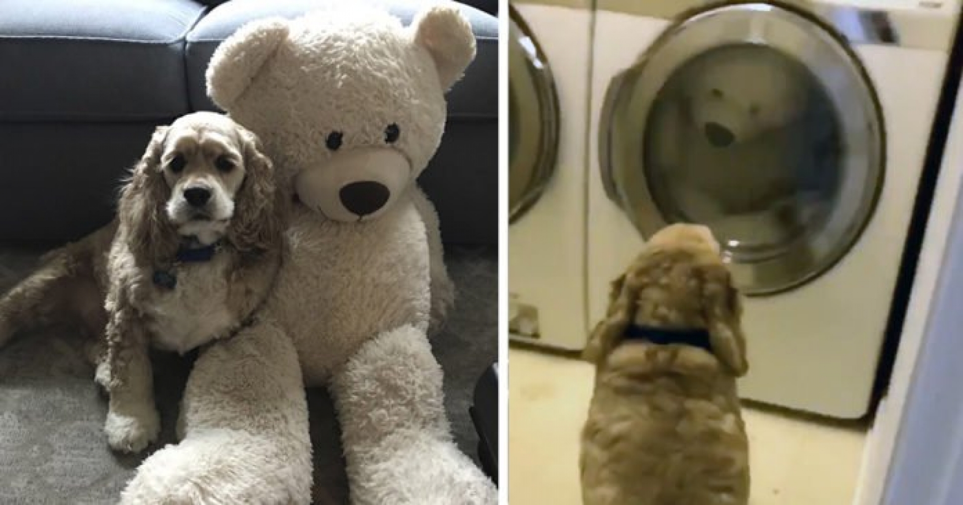 Perro le da apoyo moral a su juguete favorito durante el tiempo de lavado