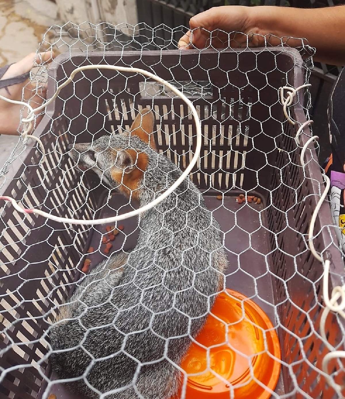 Salvan bomberos a una zorrita perdida dentro de un hotel de Cuautla