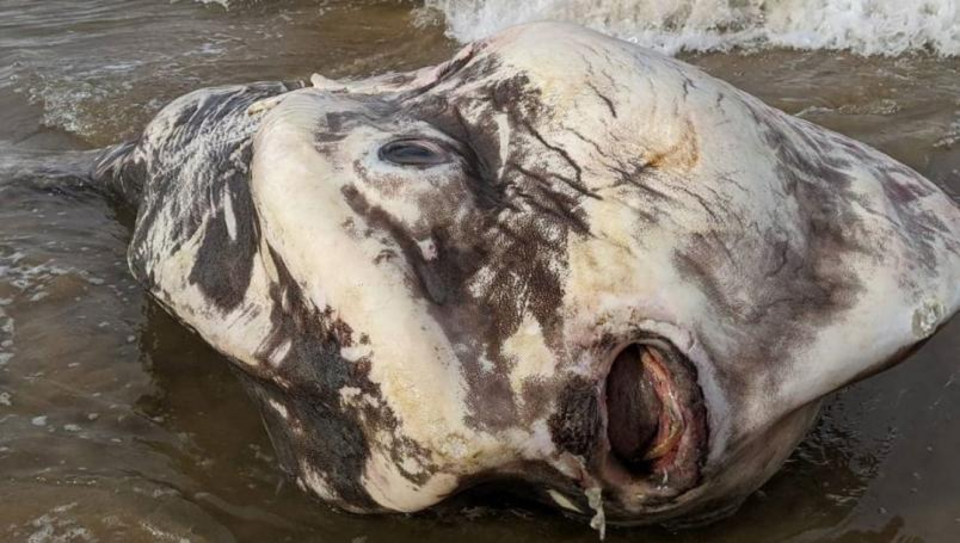 Turistas encuentran aterrador pez gigante en costas de Australia