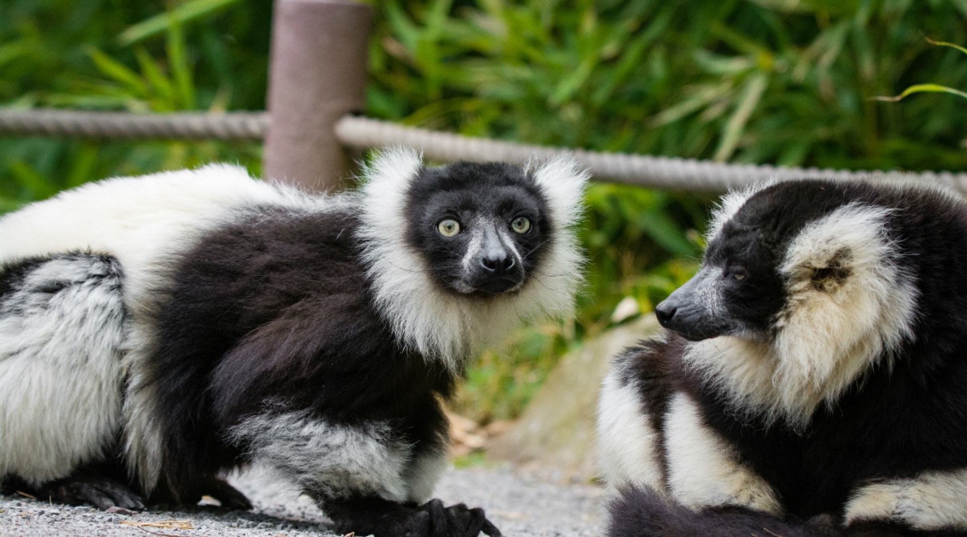 Los lémures se encuentran en peligro de extinción