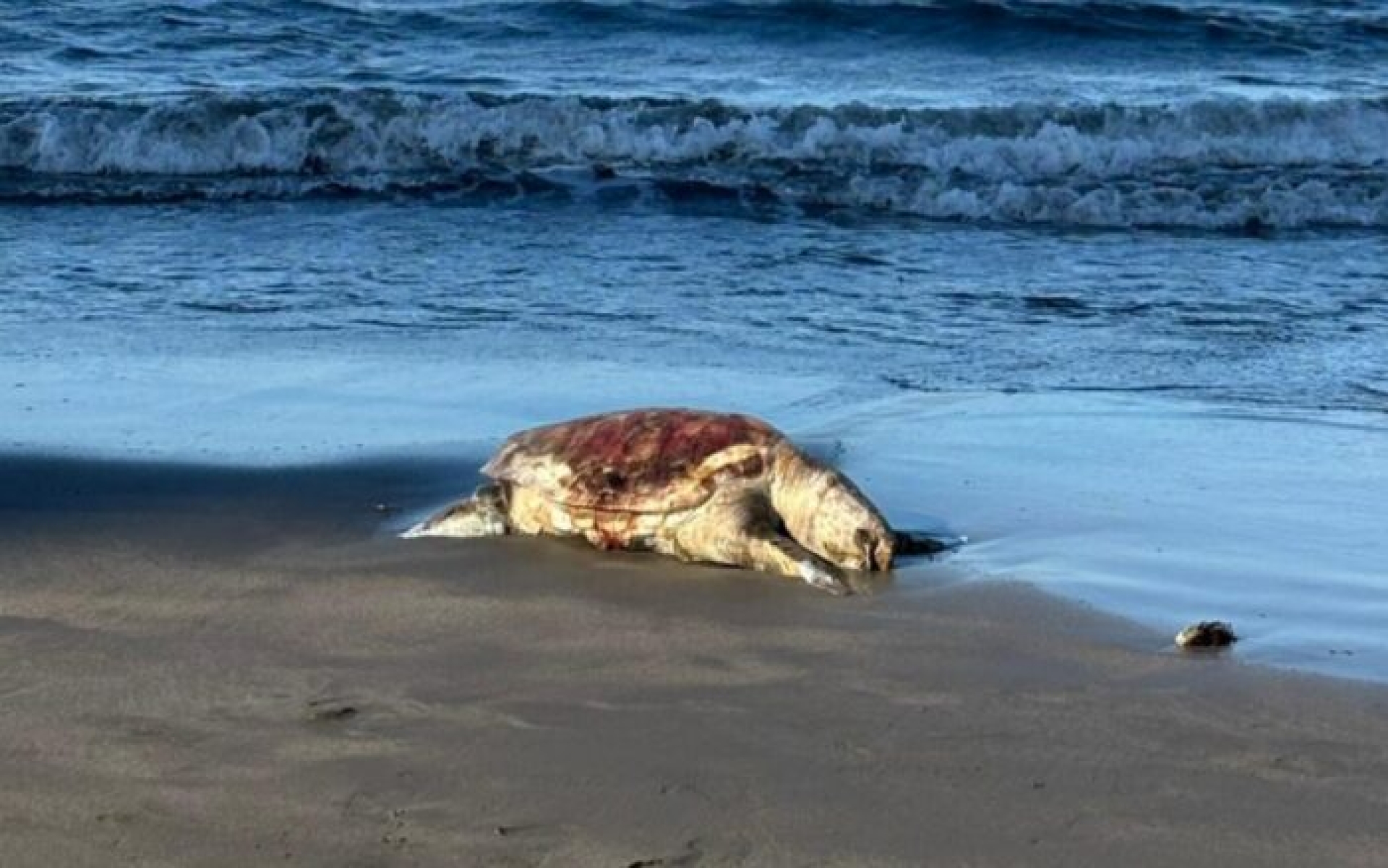 Oceana considera insuficiente respuesta de Pemex por derrame en Golfo de México