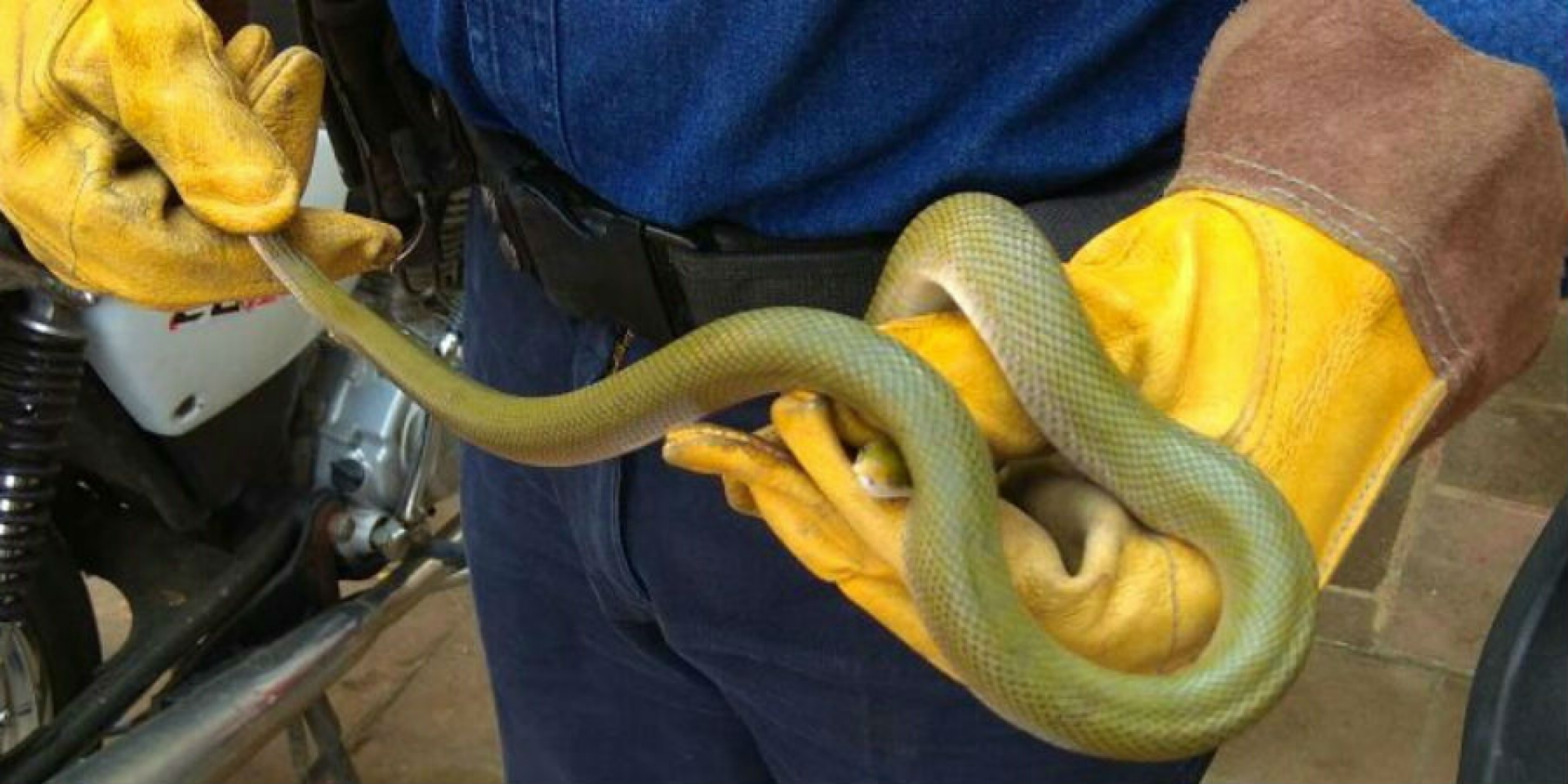 Captura PC Cuernavaca a una víbora 'ratonera' en la colonia El Empleado