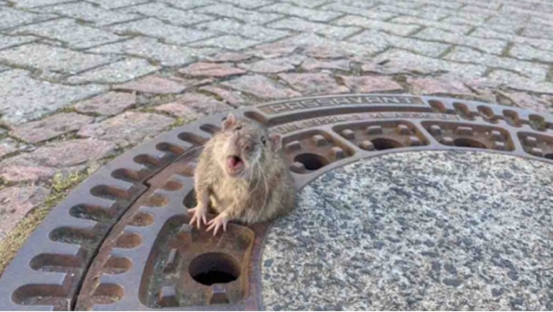 Ratoncito obeso se queda atorado en coladera
