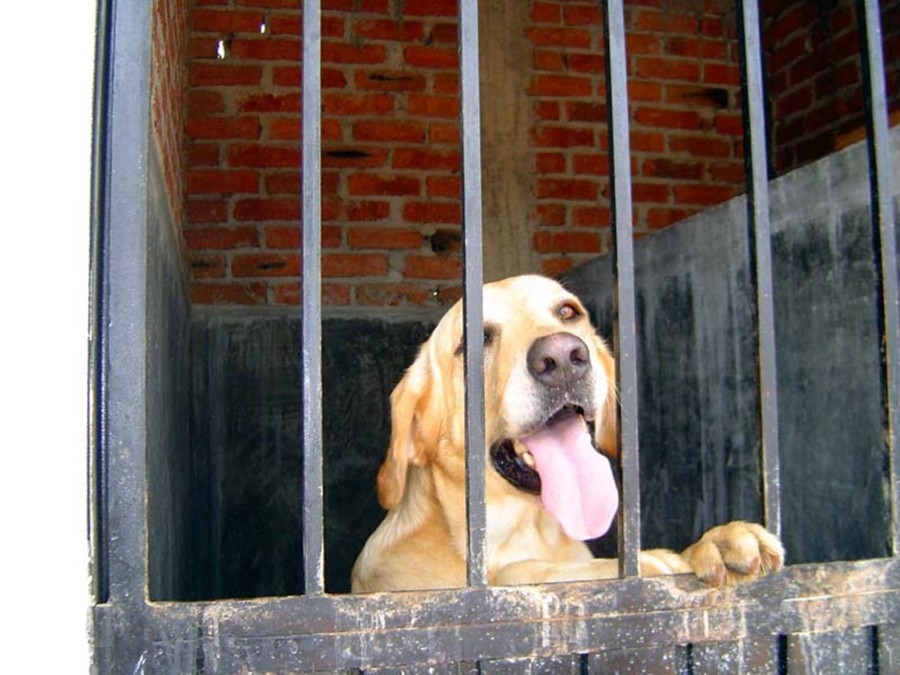 Piden sanciones económicas para quienes maltraten animales