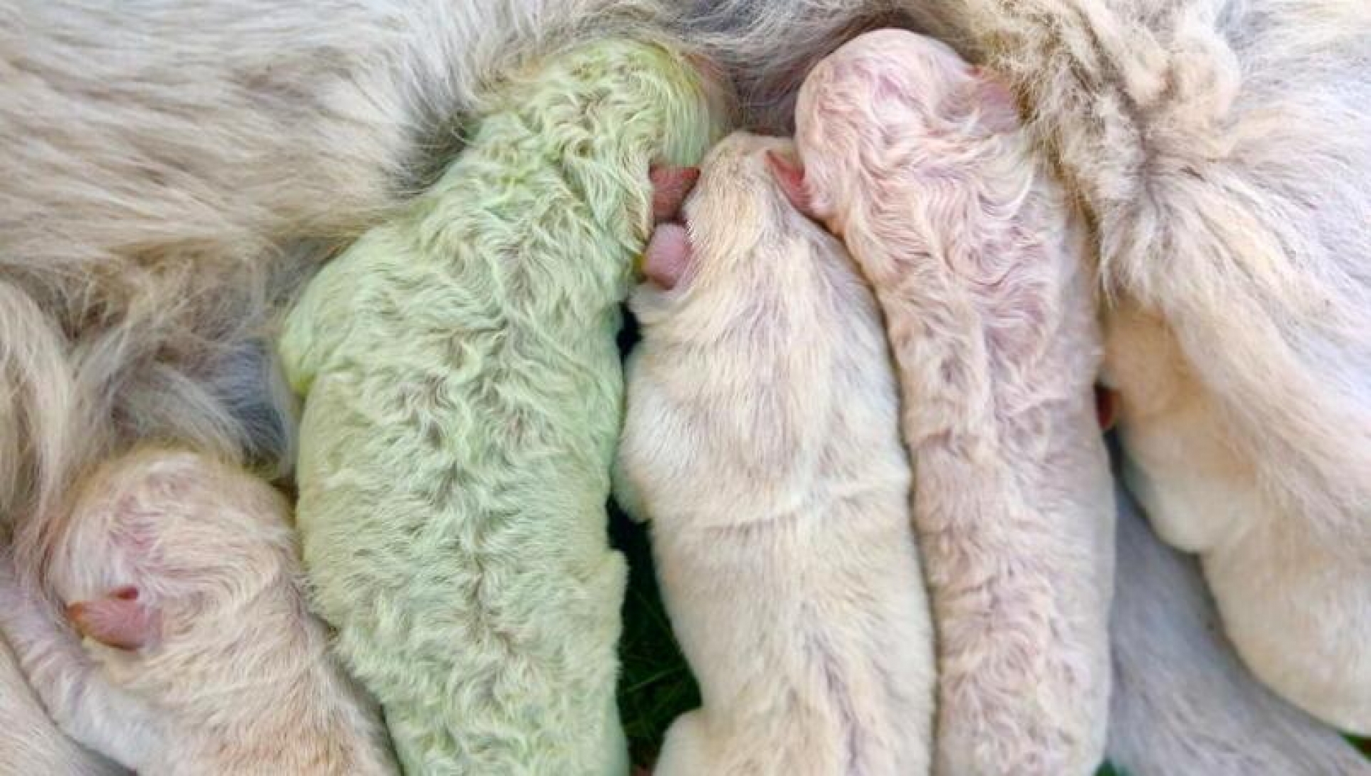 Conoce a Pistacho, el perrito de pelo verde que enamoró a sus dueños
