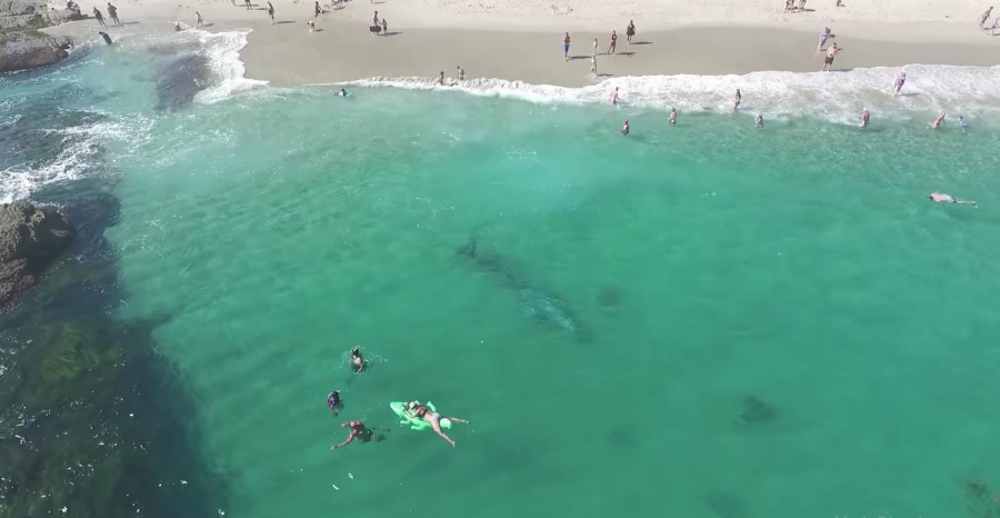 ¡Impresionante!, ballena sorprende a bañistas en California