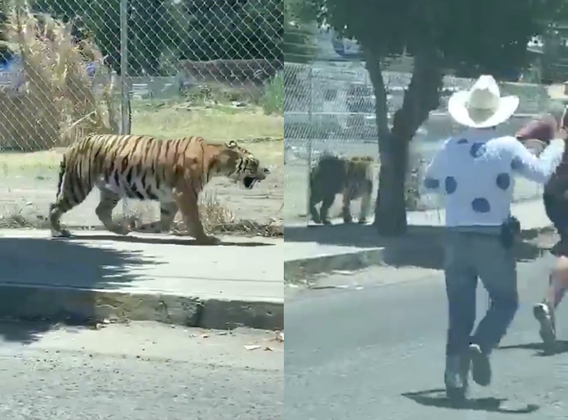 VIDEO: ¿Cómo atrapas a un tigre en Jalisco?