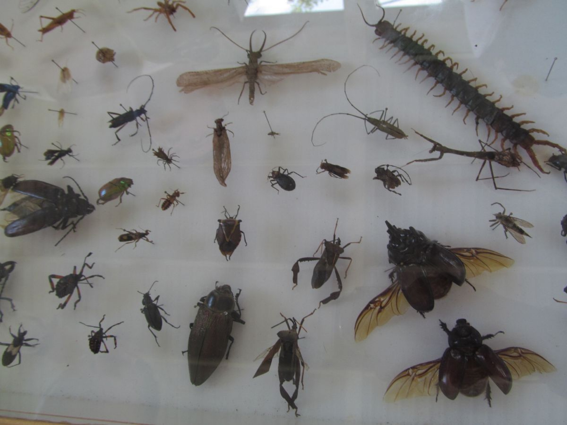 Mosco y chinche de chagas, principales vectores en la zona sur