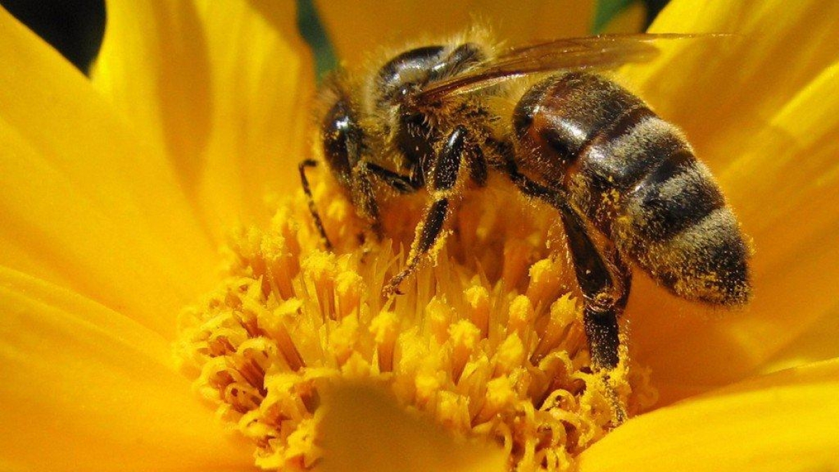 Las increíbles construcciones de los insectos